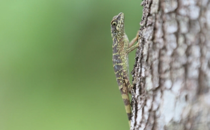 先島龍蜥(Japalura polygonata ishigakiensis)