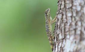 とても小さい島々だけど、たくさんの生物たちがいる