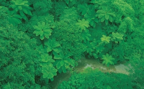 とても小さい島々だけど、たくさんの生物たちがいる