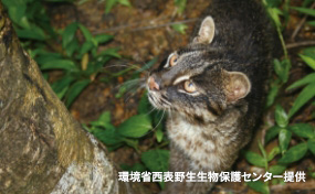 とても小さい島々だけど、たくさんの生物たちがいる